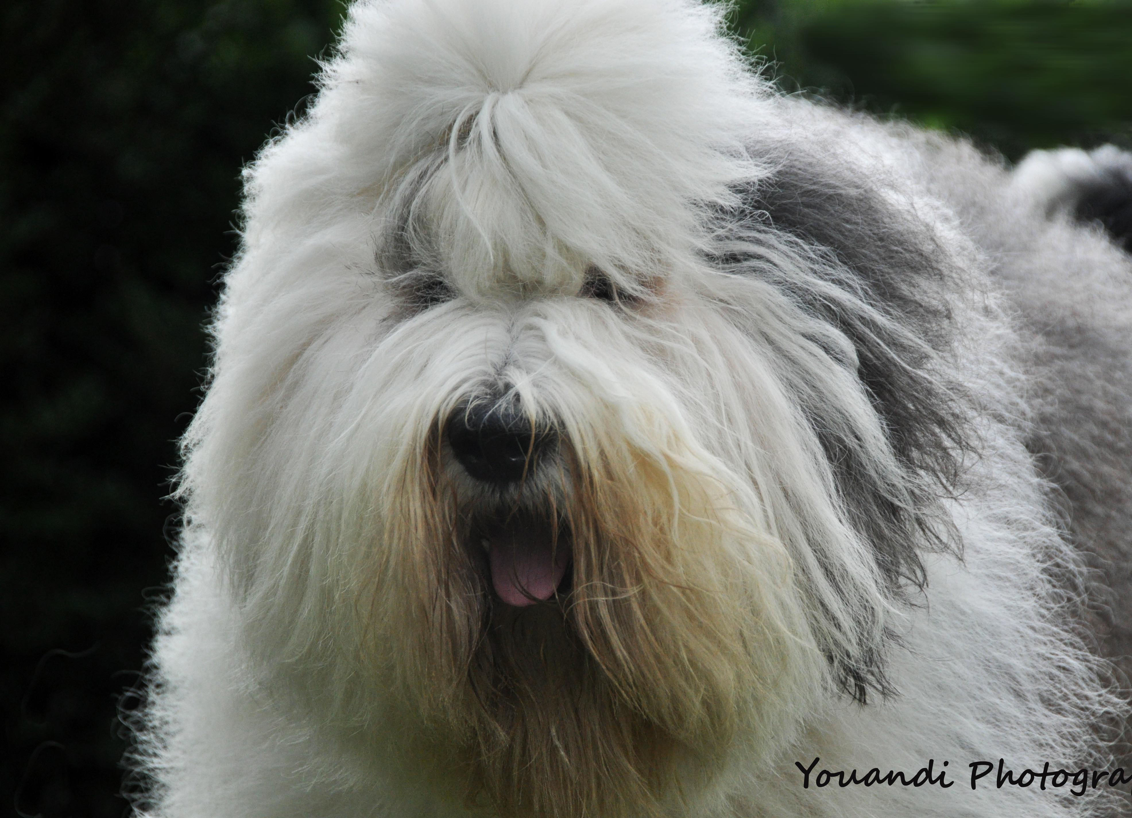 Dwayne- Ch Youandi Grand Cru