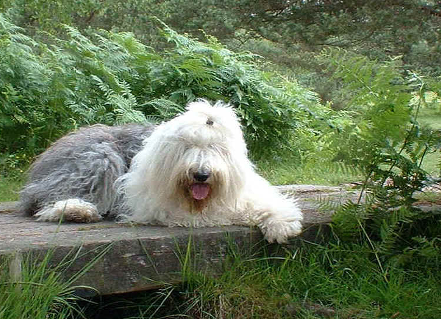 Coco- Youandi Limited Edition